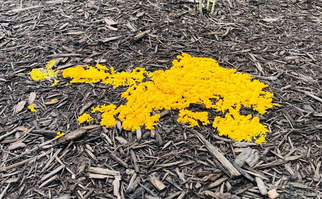 Mulch Mold Harmless but alarming! Musselman Landscaping